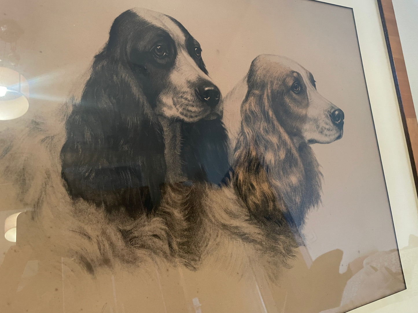 Lithographie de Léon Danchin – Deux chiens Setters – Édition numérotée 353/500 – Avec cadre