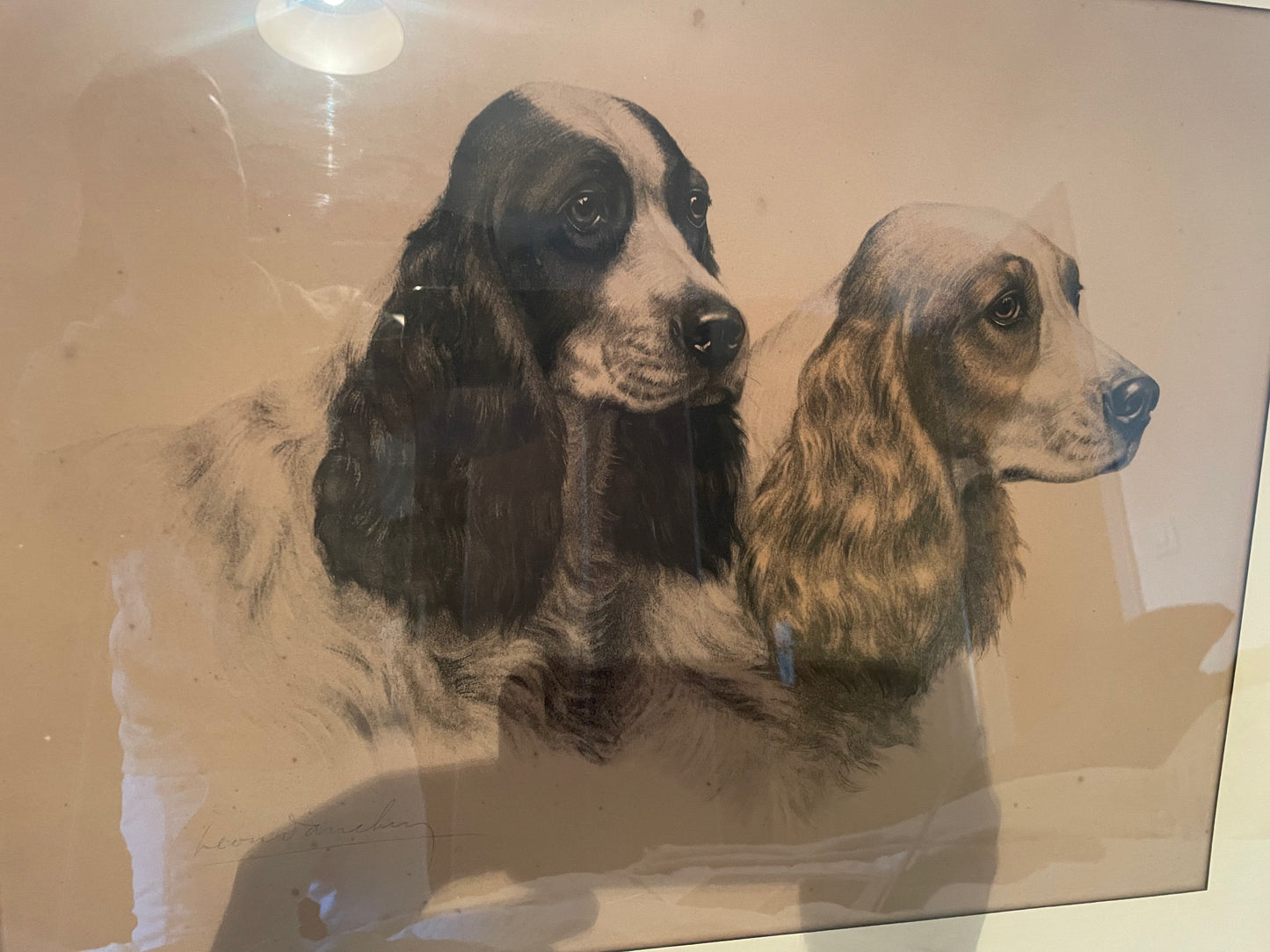Lithographie de Léon Danchin – Deux chiens Setters – Édition numérotée 353/500 – Avec cadre